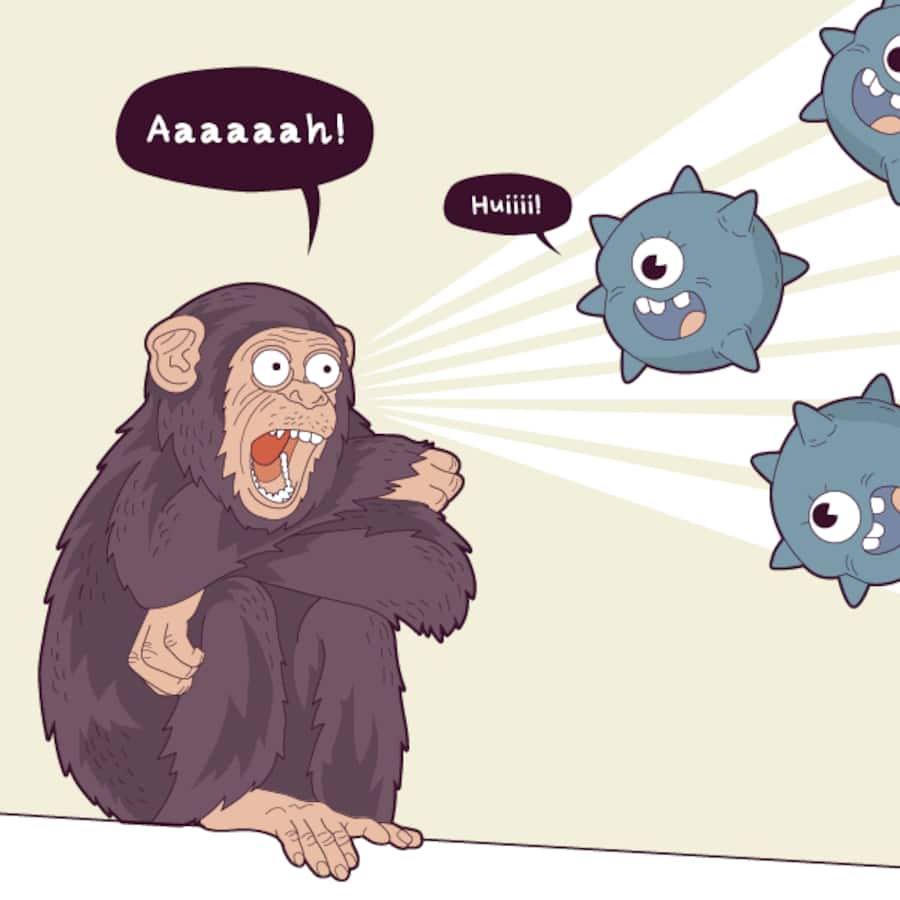 Schnupfenviren sind für Schimpansen nicht harmlos