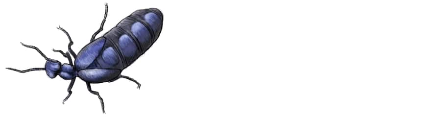 Insekt des Jahres: Der Schwarzblaue Ölkäfer