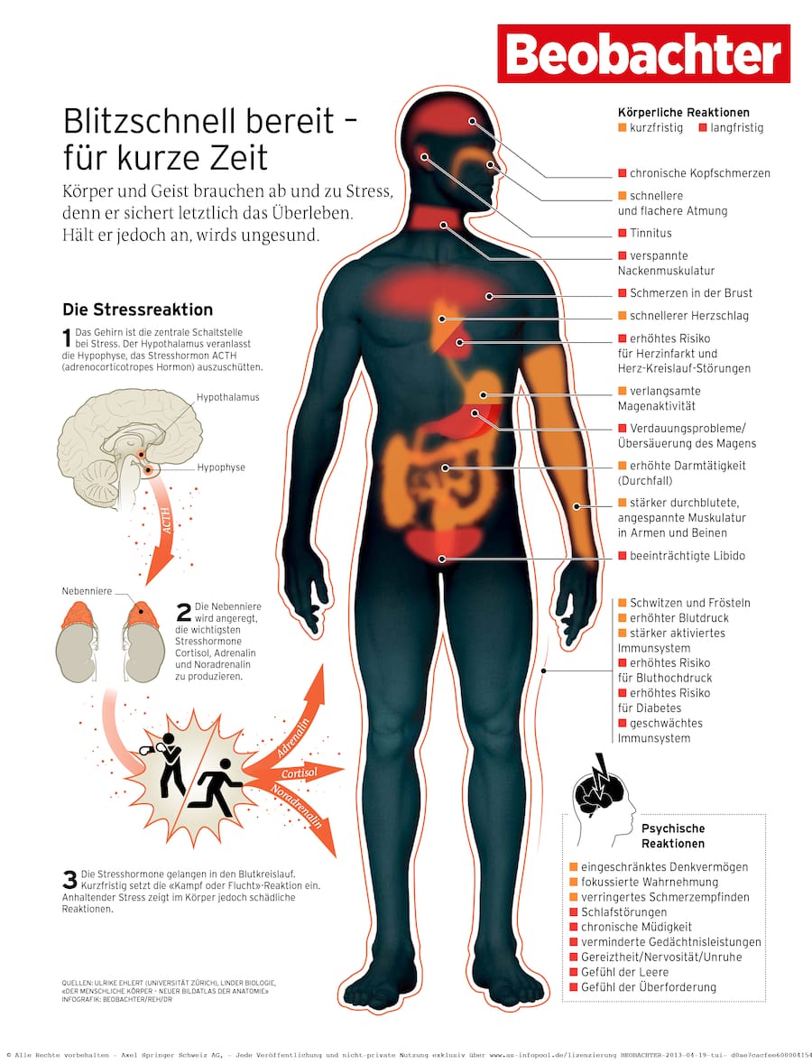 Was Passiert Bei Stress Im Körper Einfach Erklärt Körper im Alarmzustand | Beobachter