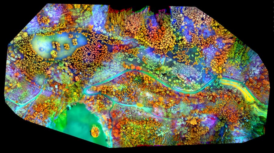 Die Aufnahme «The hidden forest» im südlichen Schwarzwald.