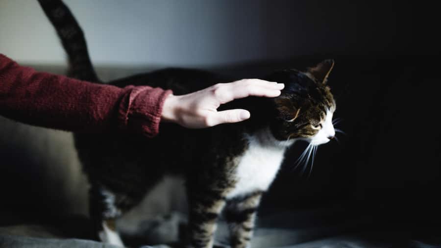Hand streichelt eine Katze - Tamara Seraia musste aus gesundheitlichen Gründen in ein Heim und deshalb ihre Katze weggeben. SOS Beobachter hilft dabei, ihre sozialen Kontakte weiter zu pflegen