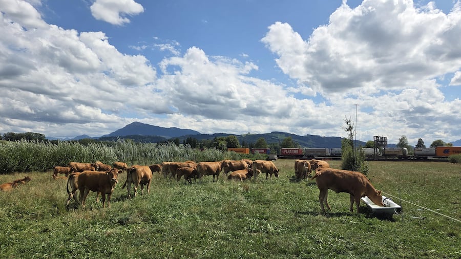 Adlerzart-Hof von Pirmin Adler leiden Tiere und Pflanzen unter Hitze und Trockenheit - aber weniger als anderswo. 1500 Bäume und Sträuchen sind auf seinen Weiden verteilt. Sie spenden Schatten, liefern den Kühen und Hühnern natürlicher Kraft-Nah…