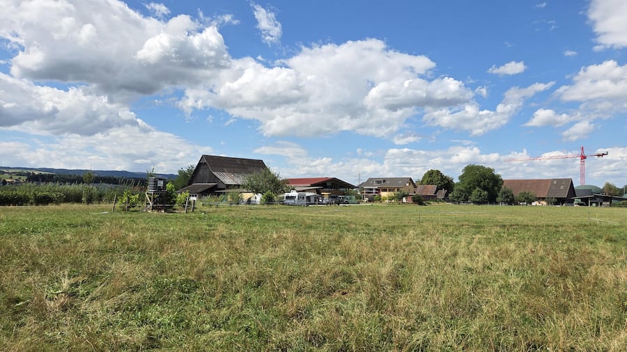 Adlerzart-Hof von Pirmin Adler leiden Tiere und Pflanzen unter Hitze und Trockenheit - aber weniger als anderswo. 1500 Bäume und Sträuchen sind auf seinen Weiden verteilt. Sie spenden Schatten, liefern den Kühen und Hühnern natürlicher Kraft-Na…