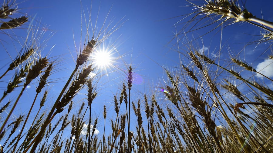 Weizen Getreide Feld Wachstum