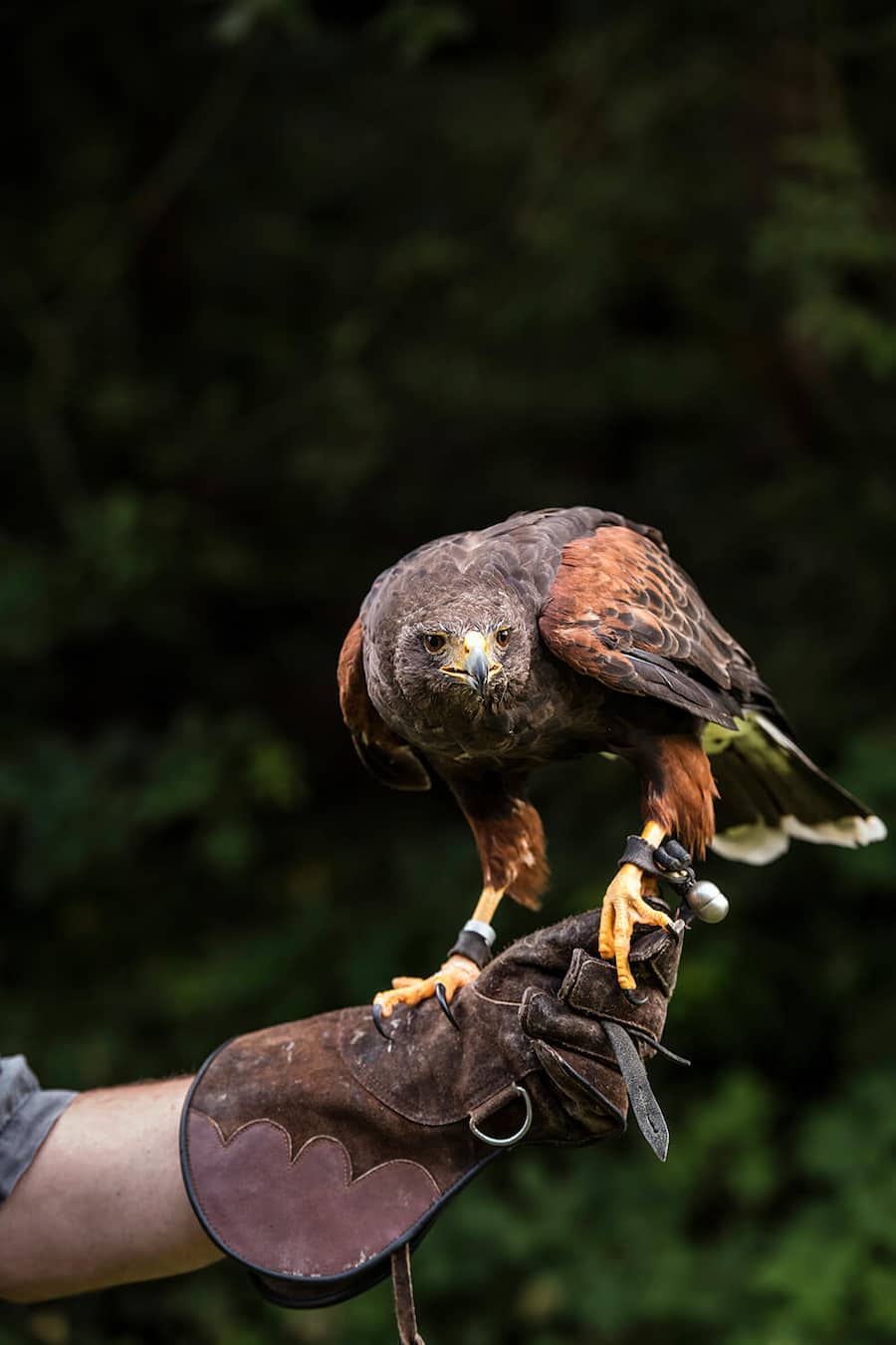 Wüstenbussard Abraxa