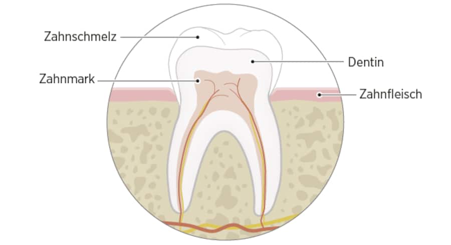 Querschnitt eines Zahns mit Bezeichnung der einzelnen "Zahnschichten".