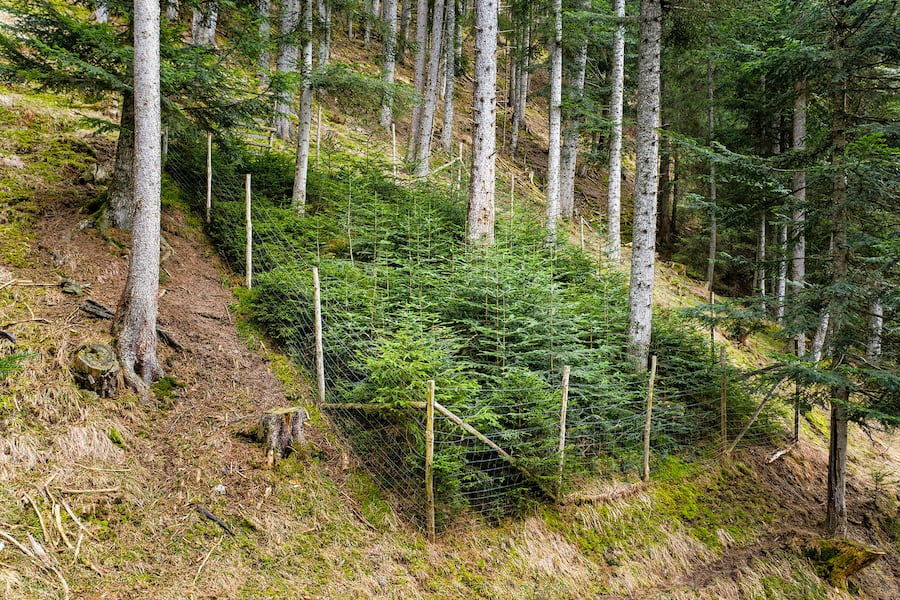 Ein Zaun verdeutlicht die Schäden, die das Wild anrichtet.