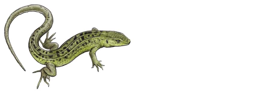 Reptil des Jahres: Die Zauneidechse